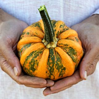 Hands holding a single Kamo Kamo Summer Squash in the winter squash stage of maturity.