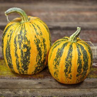 A pair of Lady Godiva Winter Squash on weathered wood background.