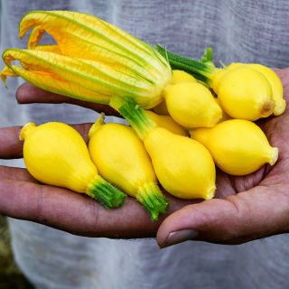 Hand holding a bunch of young Lemon Summer Squash with a bloom.