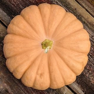 And overhead view of a single Long Island Cheese Pumpkin Winter Squash on a weathered wood background.