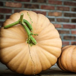 A couple of Long Island Cheese Pumpkin Winter Squash on a porch.