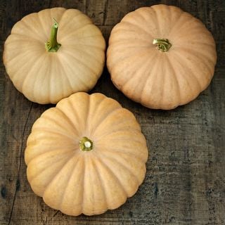A trio of of Long Island Cheese Pumpkin Winter Squash on wooden background.