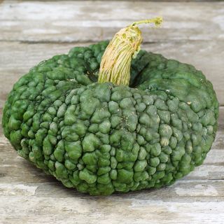 A single Marina Di Chioggia Pumpkin Winter Squash sits on white-washed wood background.