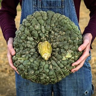 Woman holding a freshly harvested Marina Di Chioggia Pumpkin Winter Squash in the field.
