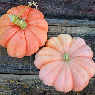 Overhead view of a pair of Moranga Winter Squash on weathered wooden background.