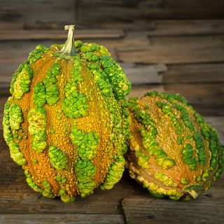 A pair of Musquee de Maroc Winter Squash on an old wooden shingle background.