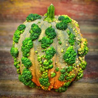A single colorful Musquee de Maroc Winter Squash on a vintage wooden background.