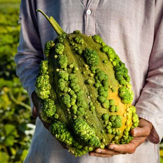 A man in a tunic holding a freshly harvested Musquee de Maroc Winter Squash in the field.