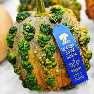 A Musquee de Maroc Winter Squash with  firstplace ribbon at the National Heirloom Exposition.