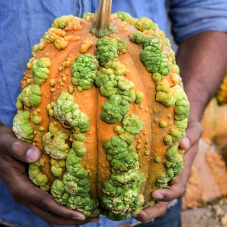 Man holding a Musquee de Maroc Winter Squash.
