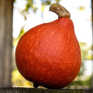 A single Red Kuri  (Hokkaido) Winter Squash on a fencepost with bokah lighting in the background.