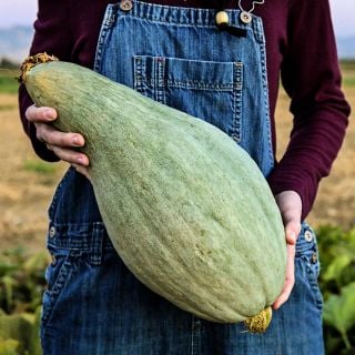 Woman in overalls holding a Sibley or Pikes Peak Winter Squash at the Baker Creek trail farm.