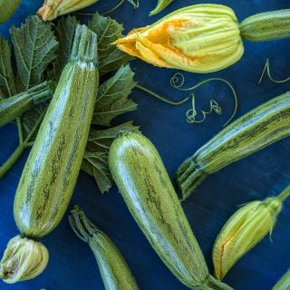 Caserta Summer Squash with leaves and blooms on dark blue background.