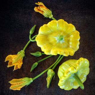 A couple of Gelber Englischer Custard Summer Squash with blooms on dark brown background.