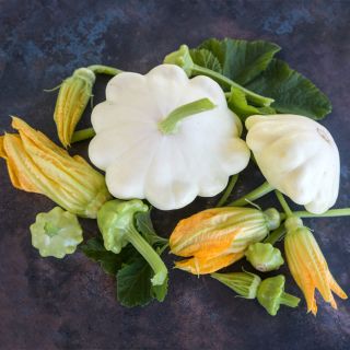 White Scallop Summer Squash With leaves and blooms on rustic background.