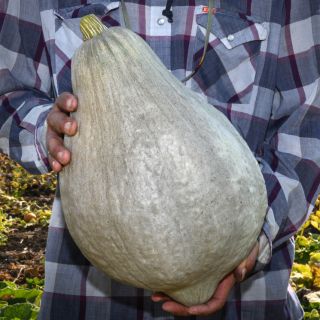 Man holding a Blue Hubbard Winter Squash at the Baker Creek trial farm in California.