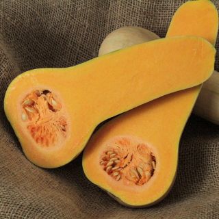 Cut open Burpee's Butterbush Butternut Winter Squash on burlap background.