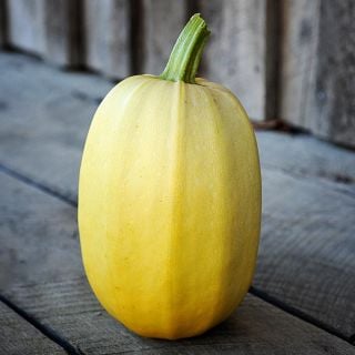 A single Kinshi Noodle Winter Squash sitting on the porch of a building at the Baker Creek farm.