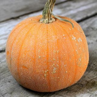 A single Luxury Pie Pumpkin WInter Squash on wooden background.