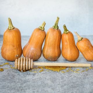 Five Honeynut Butternut Winter Squash in a row with a honey dripper against a high key background.