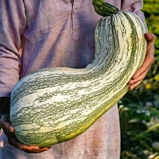 Farmer holding a large Green Striped Cushaw Winter Squash at the Baker Creek Trial farm in California.