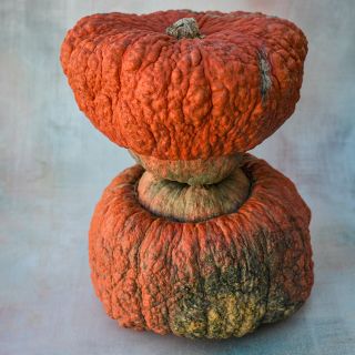 Essex Hybrid Squash stacked on light, streaked background.