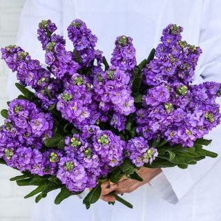 A Baker Creek employee holding a large bouquet of Baby Blue Stock flowers against white.