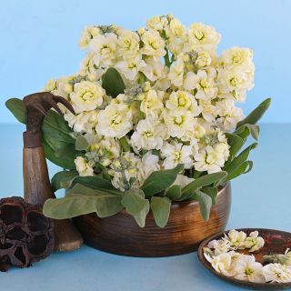 Baby High Double Cream Stocks in a wooden bowl with Japanese accents. on a light blue background.