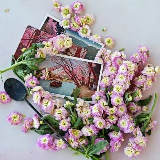 Baby Rainbow Stock flowers with Japanese postcards and vintage items on a white background.