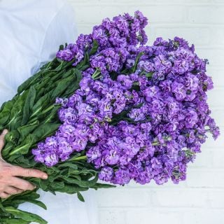 A Baker Creek employee holds a giant bouquet of  Iron Blue Stock flowers against a white brick wall.