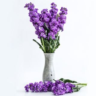 Iron Blue Stock flowers are arranged in vase against a white background.