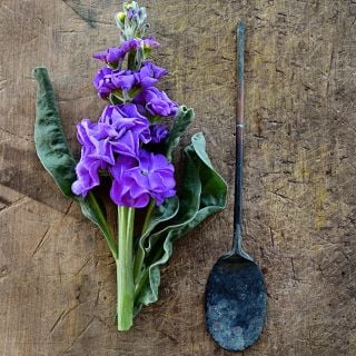 A single stem of Iron Blue Stock with an antique Japanese incense spoon on weathered wood.