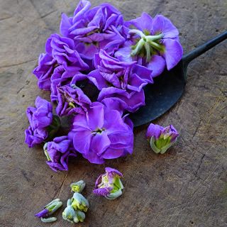Blooms plucked from an Iron Blue Stock flower arranged on wooden background.