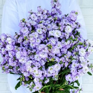 A Baker Creek employee hoding a large bouquet of Quartet Marine Stock flowers.