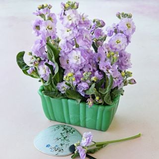 Quartet Marine Stock flowers in green vase with a Japanese fan on a light pink background.