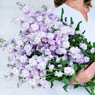 Woman wearing a white tunic and holding a huge bouquet of Quartet Marine Stocks against a white wall.