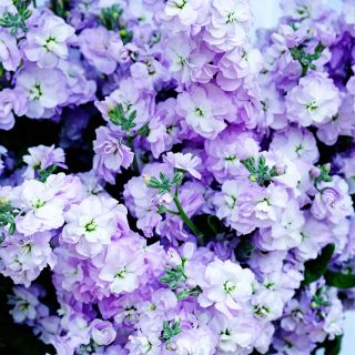 A bouquet of Quartet Marine Blooms.