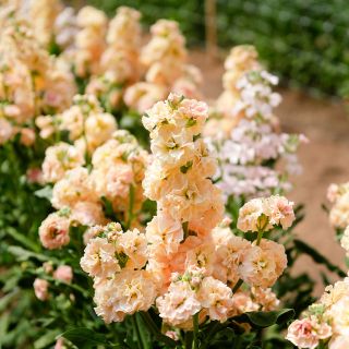 Chanter Cedo Apricot Stock plants are washed with sunshine in the walipini greenhouse at Baker Creek.