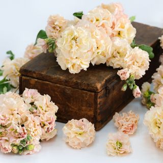 A close-up of Chanter Cedo Apricot Stock arranged on wooden box against a white background.