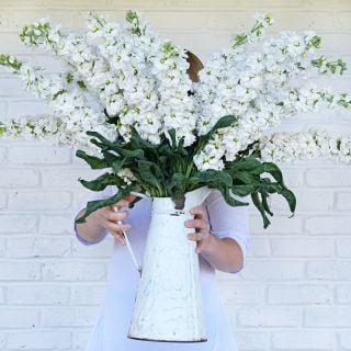 A woman in white tunic holding up a large pitcher full of Infinity White Stock in front of her face against a white brick wall.