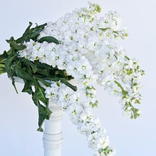 Infinity Snow Stock on a white wood pedestal with the flowers cascading down against a seamless white background.