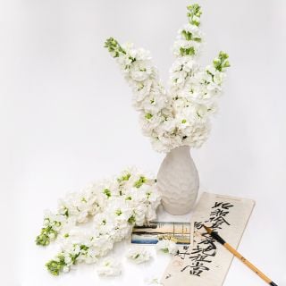 Infinity Snow Stocks in a white vase surrounded by stems and Japanese props on a white background.