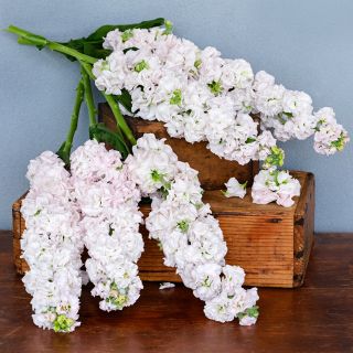 Venus Cherry Stock flowers arranged on wooden boxes on wooden table against a grey stucco wall.