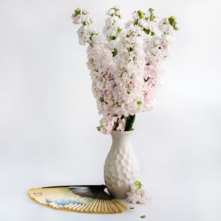 An arrangement of Venus Cherry Stock in a white vase with Japanese fan on white seamless background.