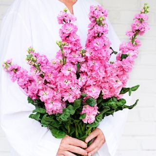 A woman in white tunic holds a large bouquet of Venus Pink Stock flowers  against a white brick wall.