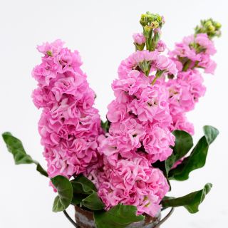 Several stems of Venus Pink Stock in a floral bucket on a white background.