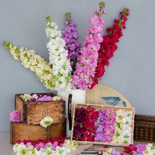 Anytime Mix Stocks stems in white vase against blue wall.