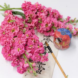 Beauty Salmon Pink Stocks with  Japanese letter on light background.