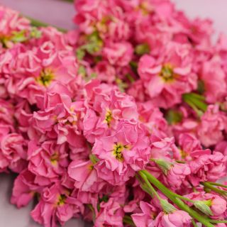 Beauty Salmon Pink Stocks on light background.