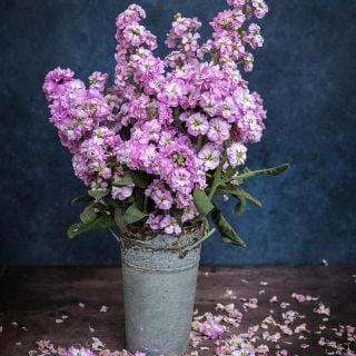 Chanter Alto Light Pink Stock stems in a florist bucket against a dark blue background.